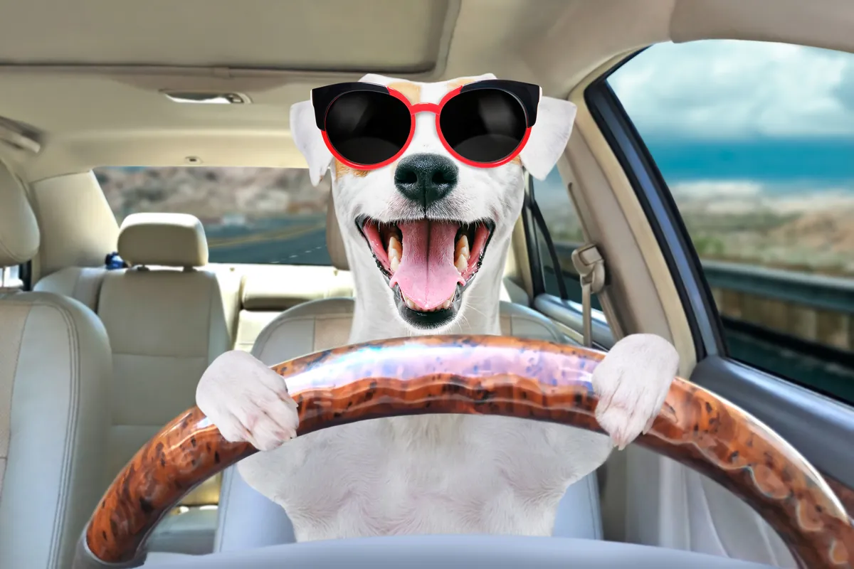 Dog with sunglasses driving a car
