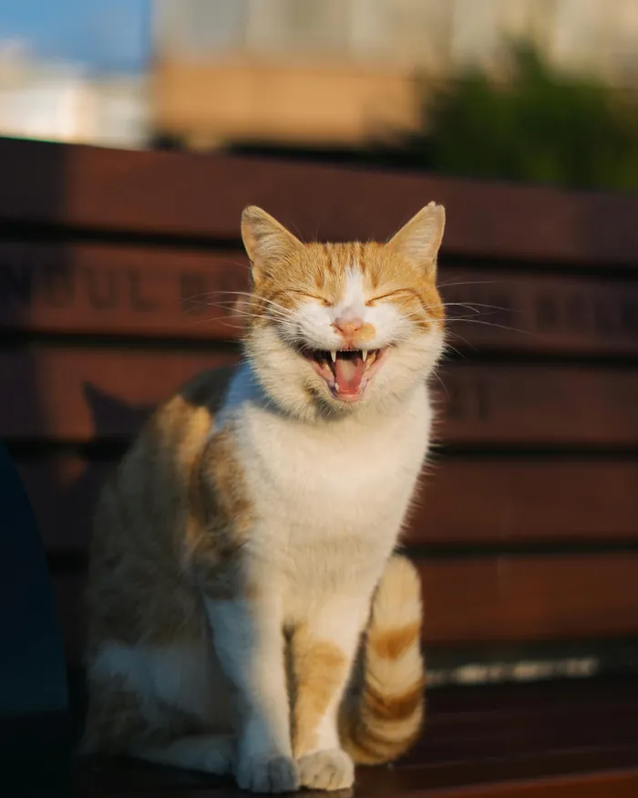 Happy cat smiling