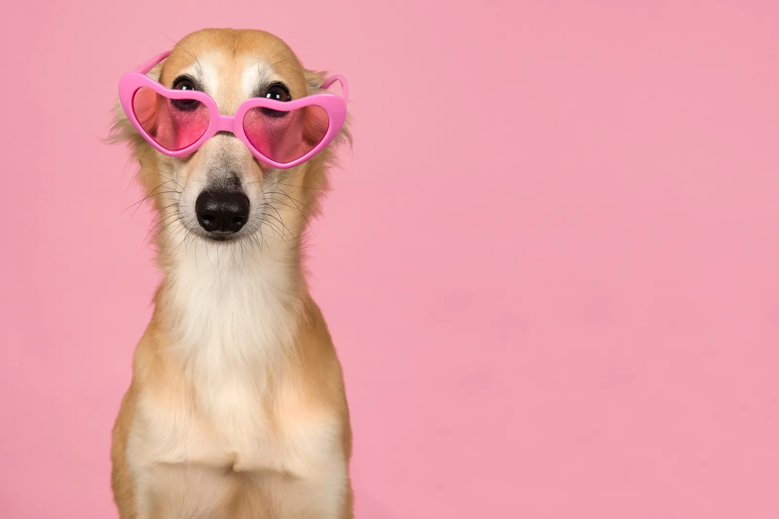 Dog wearing pink heart-shaped sunglasses