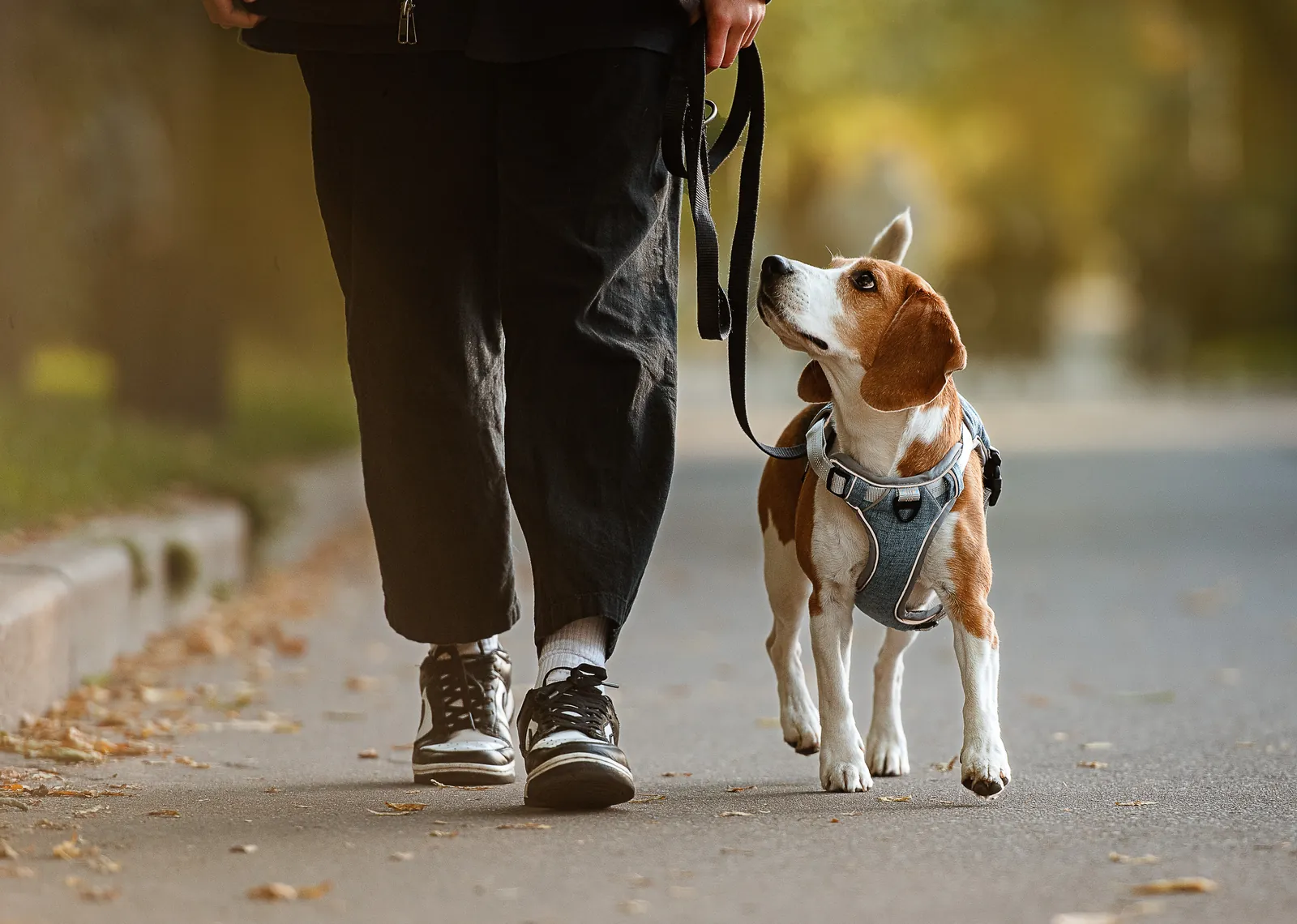 Dog walker with a beagle on a leash in the Upper East Side