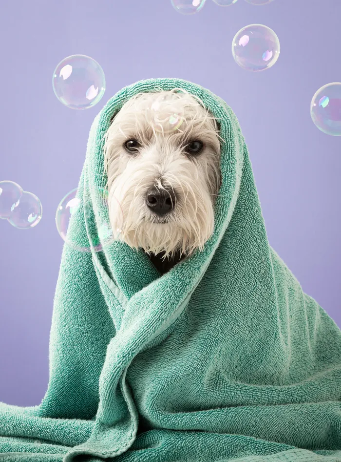 Freshly bathed dog wrapped in a green towel