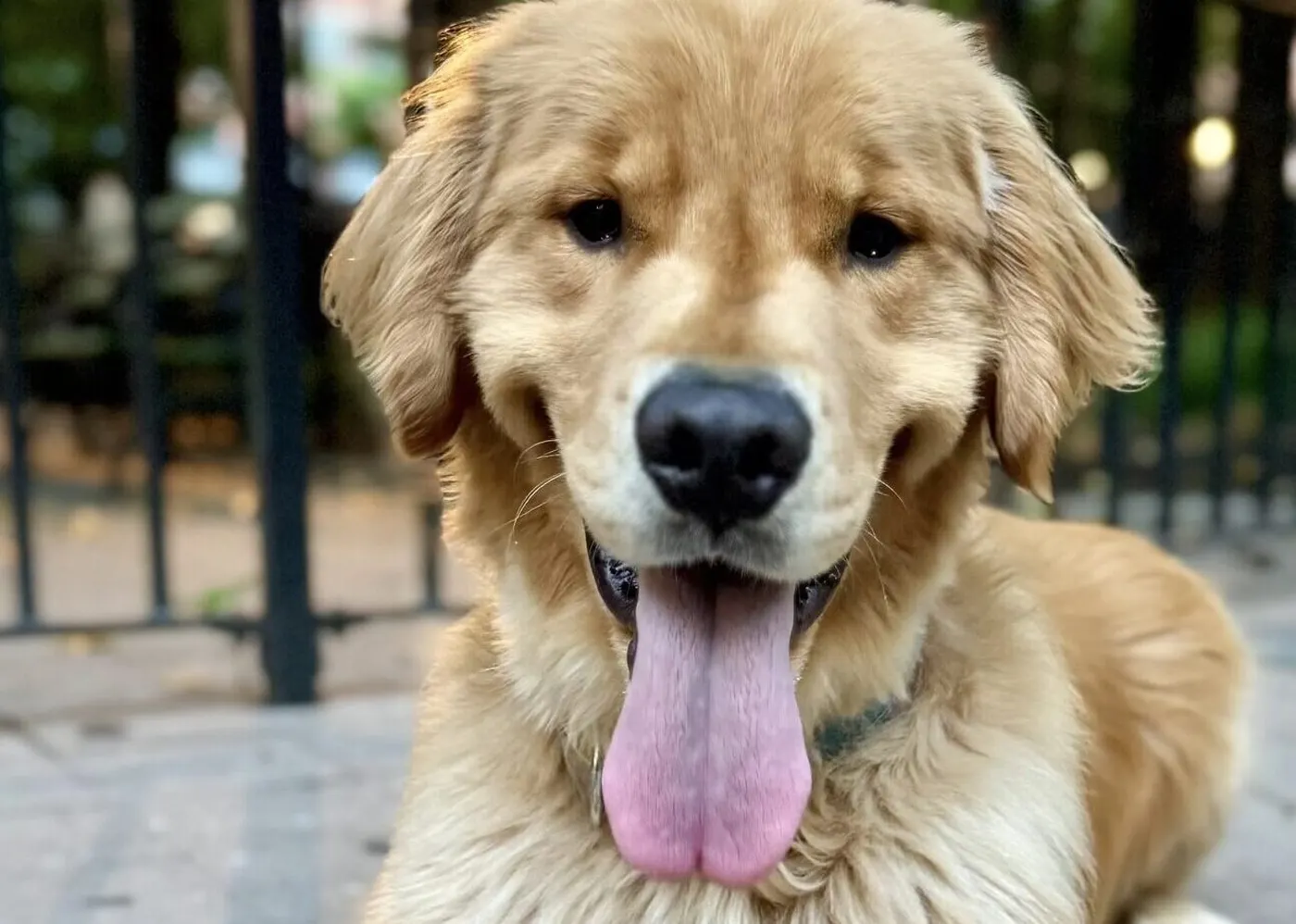 Happy golden retriever puppy lying on a Manhattan sidewalk