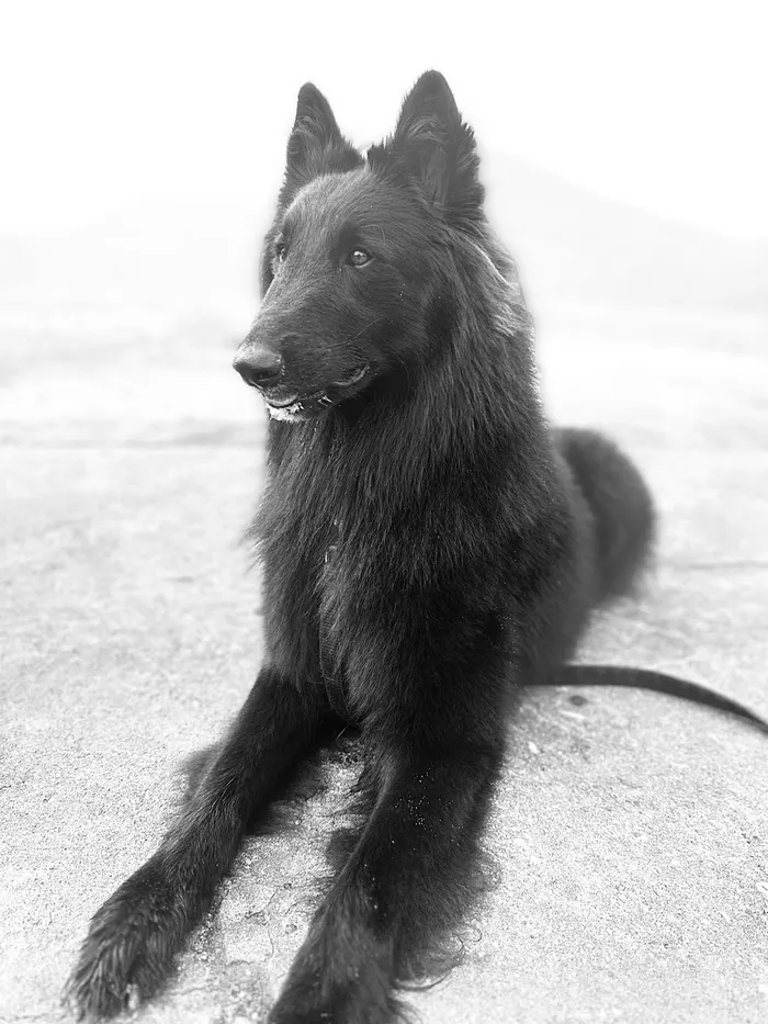 Black Belgian shepherd lying calmly on the sidewalk