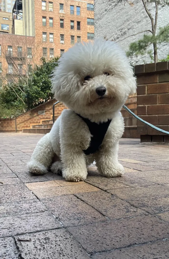 White bichon sitting on a Manhattan plaza