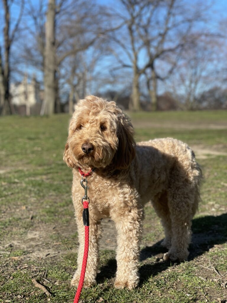 Augie
