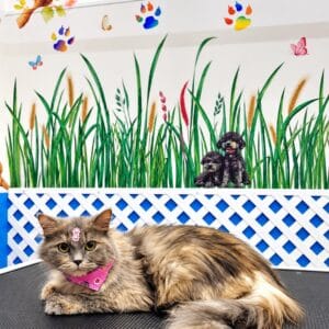 Cat Grooming
