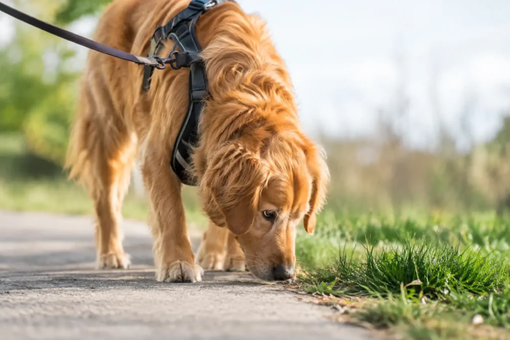 Why Dogs Sniff on Walks and Why It Matters